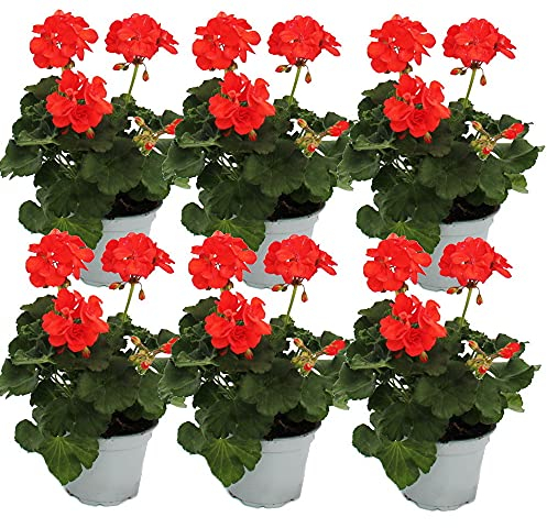 Exotenherz - Geranien stehend - Pelargonium zonale - 12cm Topf - Set mit 6 Pflanzen - hellrot