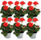 Exotenherz - Geranien stehend - Pelargonium zonale - 12cm Topf - Set mit 6 Pflanzen - hellrot