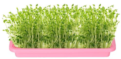 Bandeja de germinación de plántulas, bandeja de cultivo sin tierra para germinación de plántulas, bandeja de propagación de cultivo sin tierra para cultivo de brotes de frijol