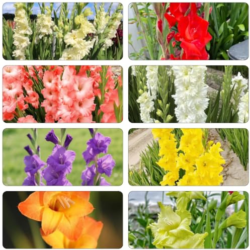 bulbi gladioli rocce letto elevato balcone letti elevati decorazione giardino decorativo bonsai balcone 2 pezzi