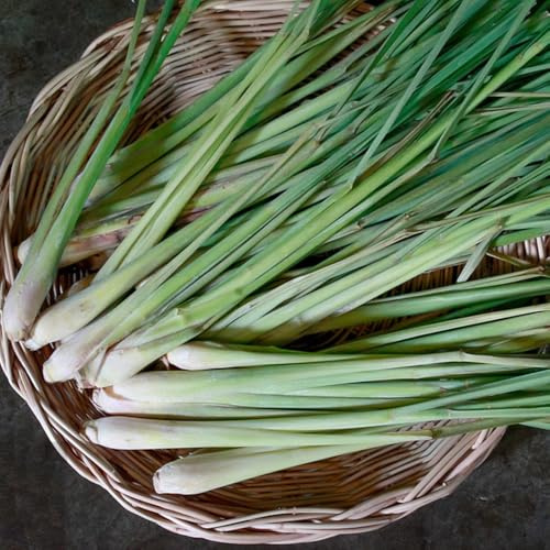 zitronengrassamen einfach zu pflegen langjährige 300pcs