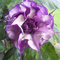 Graines de fleurs, pour le jardin, fleurs, violette Paquet de 500 graines