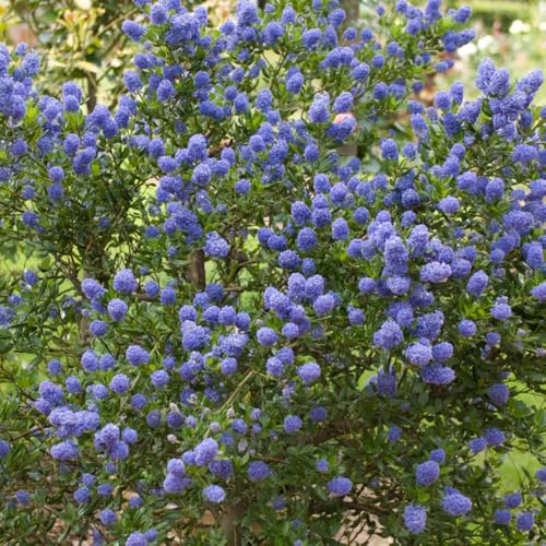 YouGarden Californian Lilac Ceanothus Thyrsiflorus Repens, Pair of Established Plants in 2 Litre Pots, Evergreen Shrubs Ready to Plant
