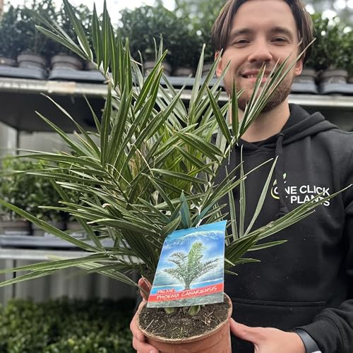 Phoenix Canariensis Palm Plant, 60-70cm, Award-Winning Canary Date Palm, 2L Pot