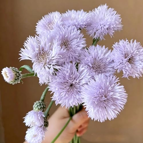 semillas aciano jardín de silvestres balcón de 900pcs