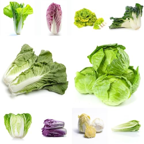cavolo cinese, semi di pak choi, vecchie varietà invernali semi di aromatiche da giardino resistenti vecchie varietà verdi raro 450pcs