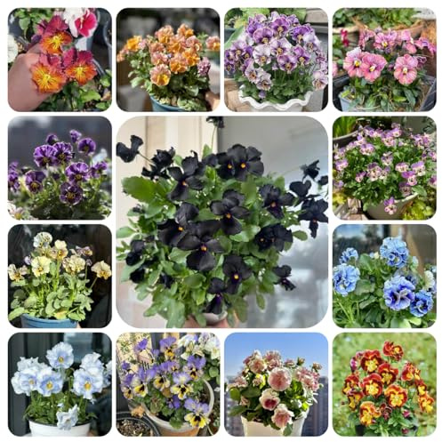 stiefmütterchen bio - winterharte indoor deko für draußen garten balkon exotische 550samen