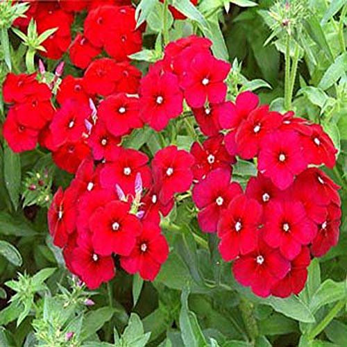 100 Phlox Scarlet Beauty Seeds - Red Phlox Annual Seeds - 100 Seeds