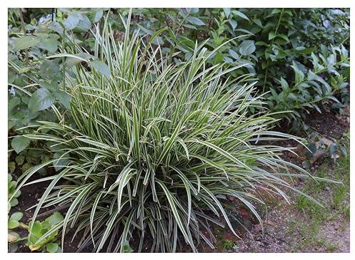 Stauden Gänge 10 x Carex morrowii 'Ice Dance' Bunte Japan Segge winterhart