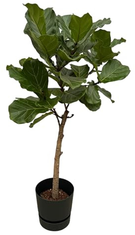 Ficus Lyrata stam inklusive Greenville Rund svart - 150-160cm - Ø30cm - Krukväxt - Komplett set - Växt med kruka