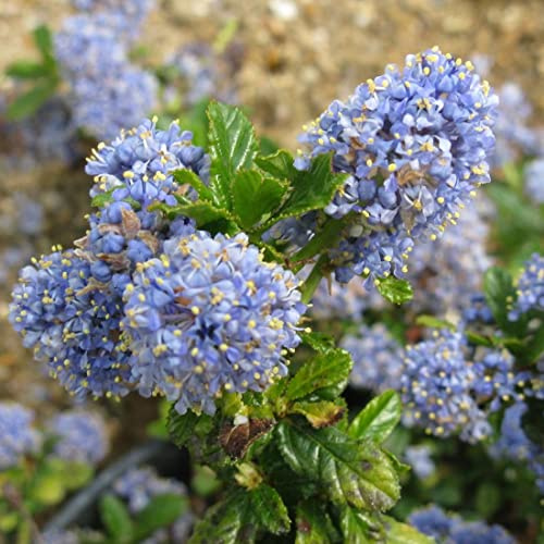 Säckelblume 'Blue Mound' - Ceanothus 'Blue Mound' - 40-50 cm Topf - Immergrüner Zierstrauch