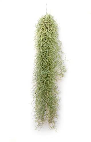 PLANDAIRE - Air Plante Tillandsia Usneoides - Air Plante Sans Terre Vivante - Tillandsias plantes vraies - Plantes Interieur Naturelle - Tillandsia Vraie Plante Plantes Aériennes (1, 20-30 cm)