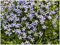 10 x Isotoma fluviatilis 'Dunkelblau' (Winterhart/Staude/Bodendecker/Mehrjährig/Stauden) Blauer Bubikopf/Gaudich - Dauerblüher - Tiefblau sanft und bezaubernd - Rasenersatz - von Stauden Gänge
