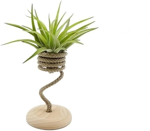 Tillandsia Velutina Viva con Rope Singolo – Air Plant Naturale da Interno | Pianta Aerea Senza Terra, Facile da Curare | Decorazione Green per Casa e Ufficio | Idea Regalo Originale
