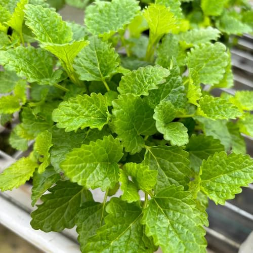 zitronenmelissesamen langjährige seltene exotische 500pcs
