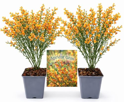 POWERS TO FLOWERS - GINESTRA ARANCIONE, VARIETA' 'APRICOT GEM', VASO 12CM DIAMETRO, 2 PIANTE, pianta vera
