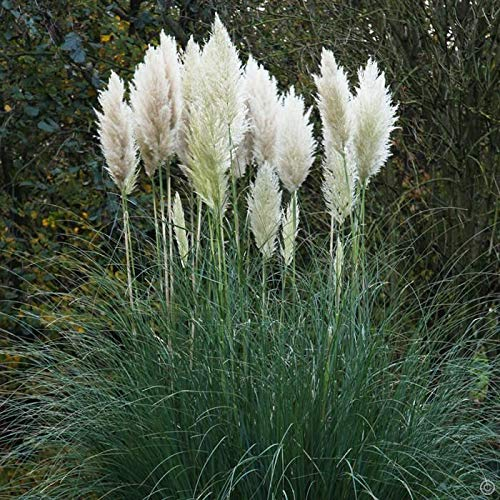 10 x Cortaderia selloana 'Evita' im 1 Liter Topf (Ziergras/Gräser/Winterhart/Mehrjährig/Immergrün) Weißes Pampasgras - Pampasgras mit Charme und Eleganz - von Stauden Gänge