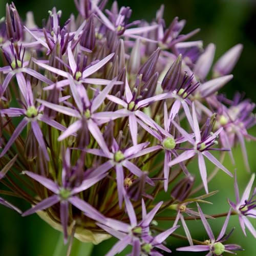 Bulbi Fiori Perenni da Esterno - 5 Allium Bulbi Giganteum Christophii - Piante e Fiori Esclusivi dall'Olanda - Profumati - per giardino, vasi e balcone (non semi, non artificiali)