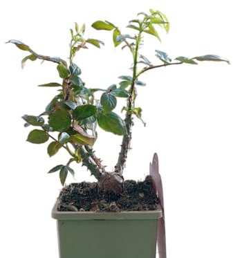 Rosal Rosa Compacto en Maceta – Arbusto de Rosas Vivas con Flores Variadas y Aroma