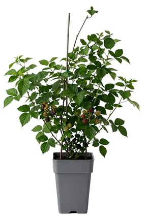 Myoshome - Zarzamora Planta Natural en Maceta, 50 cm de altura, Rubus fruticosus Arbusto Frutal Exterior con Moras Negras para Jardín Terraza Huerto Planta Natural Fácil Cuidado. Zarzamora