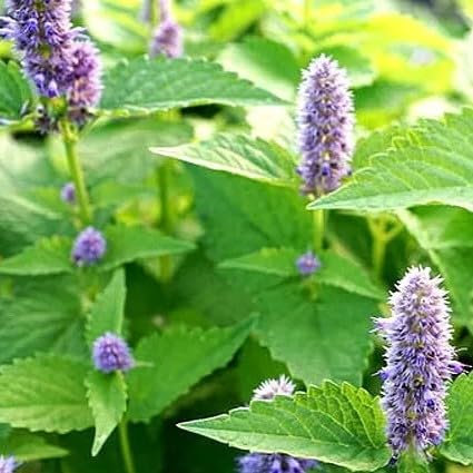 Herb Peppermint - 1500 Seeds + freebie + Plant tag (Mentha piperita)