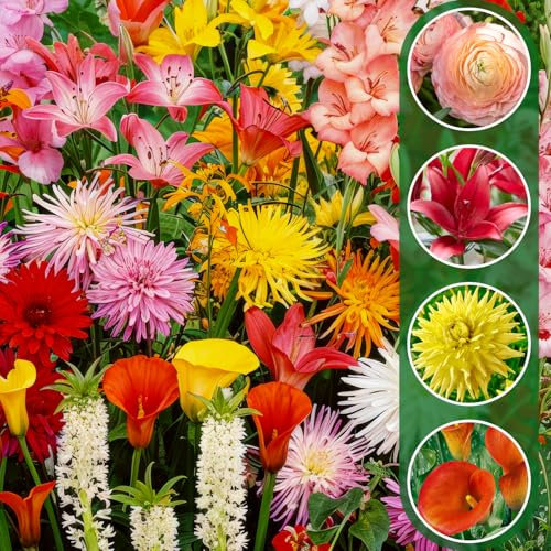 Budget Classic Mix Lot de 50 fleurs d'été (50 bulbes) Mélange exclusif des Pays-Bas Plantes vivaces pour jardin, pots, balcon (pas de graines, grands tubercules)