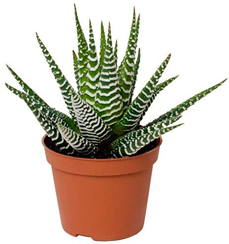 Haworthia Big Band Zebra Plant Succulent for Home or Office (15-25cm with Pot)