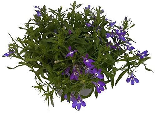Hänge-Lobelie blau, Topf-Ø 12 cm, 6er-Set