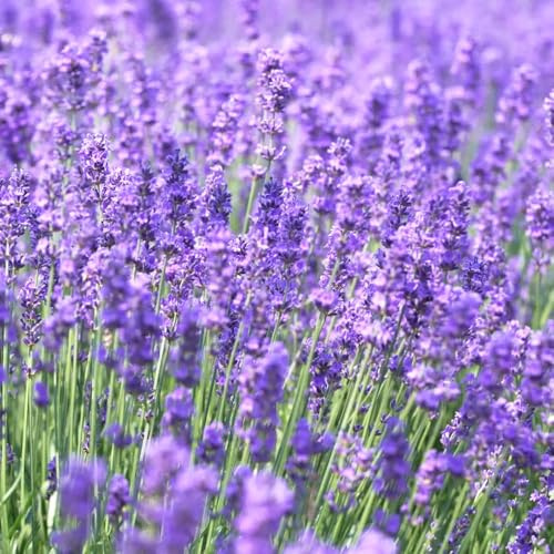 semillas de lavanda bonsái de interior bonsái jardín del balcón semillas exóticas techos verdes, 80pcs