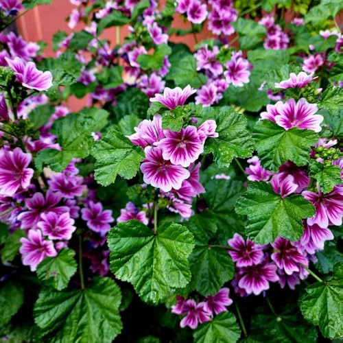semillas de malva silvestre - exóticas balcón resistentes interior 350pcs