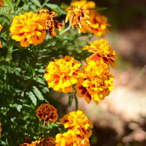 semillas de para estudiantes - tagetes patula - perennes silvestres de balcón cubierta perenne resistente decorativas 250pcs
