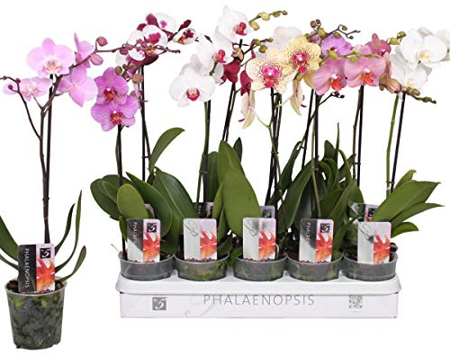 5 Stück Phalaenopsis Orchidee 50-60 cm - 1 Trieb, pflegeleicht, blühfreudig, ideal für Zimmer, Büro & Geschenk