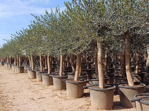 Olivträd Olea Europea 190 cm Vinterhärdigt - Tåligt Olivträd för Trädgård & Balkong, Krukodling - Blomning & Skötsel