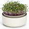 Urbalive Microgreens,Cuenco de cultivo de plástico con mezcla de posos de café, diseño germinador para brotes, 16 cm, caja germinal para el cultivo de semillas de berro