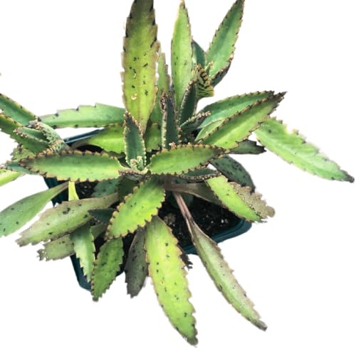Smoke Camp Crafts Organic Mother of Thousands Plant (Kalanchoe daigremontiana) 2.5 inch Pot - Organic Easy-to-Grow Succulent House Plant for Home or Office Decor