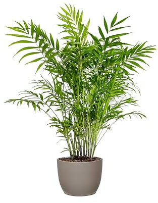 Bonplants Chamaedorea Elegans, Lussureggiante Palma Vera da Interni, Vaso 19 cm, h 80 cm (Vaso Tortora)