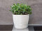 KORAD 3D Sahara Plant Pots with Matching Saucers. Decorative Planters with Drainage Holes for Indoor and Outdoor. Available in 7 Sizes and 8 Colours- (H 6.2 in(16 cm) - D 6.7 in(17 cm), Creamy White)