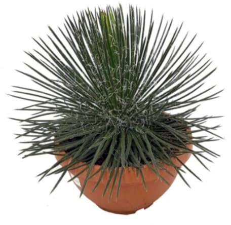 Planta natural Agave Geminiflora, 60 cm. Suculenta de hojas delgadas, verdes y flexibles, formando una roseta esférica. Segura Garden.