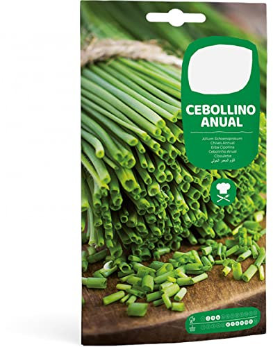 Semillas para Huerto de Cebollino Semillas Naturales de Cebollín Allium Schoenoprasum