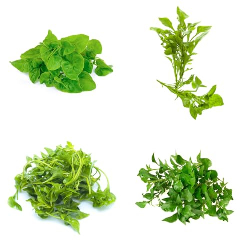 semillas de berros organicas resistentes para camas elevadas, jardín de para balcón berro Balcón invernadero, ción 100pcs