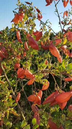 Caragana arborescens/Acacia jaune/Godet/Arbuste fruitier