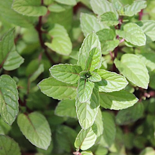 PlantiCo Menthe Poivrée Graines 0,1g Plantico Plante vivace Feuilles Aromatiques Idéales Pour Les Applications Culinaires Et Médicinales