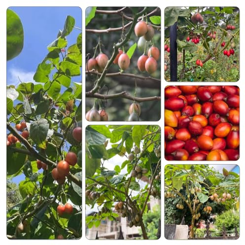 tamarillo tomate techos verdes balcón parterre elevado resistentes orgánicos columnar semillas de 225pcs