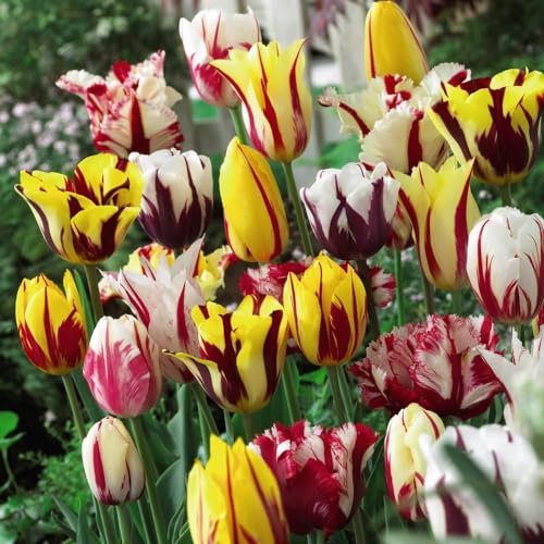 Tulip 'Rembrandt Mix' - Hardy Bulbs - Bold Flame-Streaked Flowers - Easy to Grow Your Own - Ideal Fresh Cut Flowers or Garden Border Display - 15x Bulbs by Thompson and Morgan