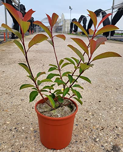 POWERS TO FLOWERS - PHOTINIA RED ROBIN 2 PIANTE, FOTINIA CLASSICA, PIANTA PER SIEPE, VASO 17CM DIAMETRO, ALTEZZA MINIMA 50CM, piante vere