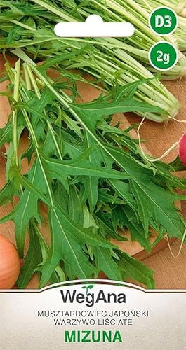 WegAna Mizuna Graines 2g Moutarde japonaise Robuste Graines de laitue Vertes Graines de légumes Culture Semences Herbes de cuisine Balcon & jardin Herbes aromatiques