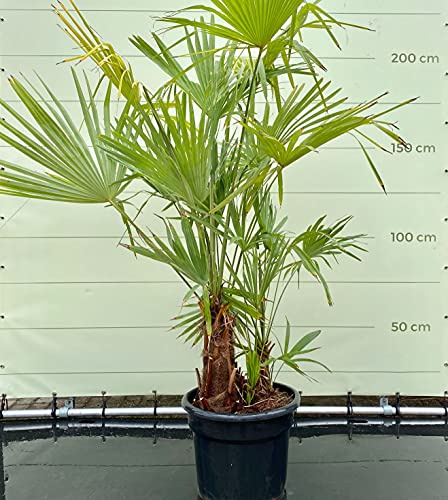 Tropictrees - TRACHYCARPUS FORTUNEI - MULTISTAMM STAMMHÖHE 30-60 CM - A+