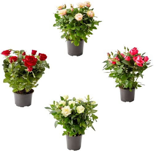 DECOALIVE Plantas Naturales Rosal Mini de Interior 4 Unidades Pack
