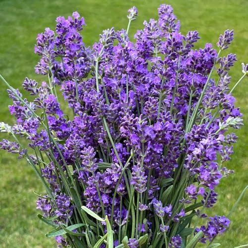 semillas de lavanda resistentes, perennes, silvestres, exóticas al aire libre, 300pcs
