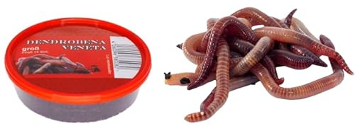Dendrobena - Lombriz de tierra para lombrices rojas, aproximadamente 15 unidades, alimento vivo, cebo de pesca, comida para mascotas, alimento para reptiles, 1 lata